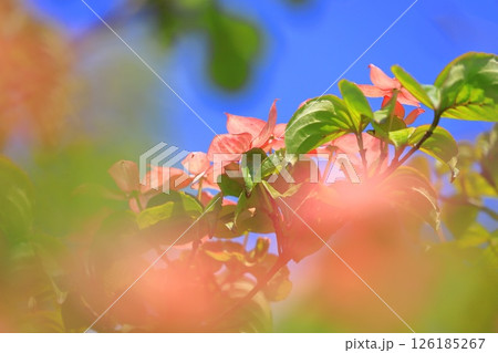 ピンク色のヤマボウシの花 ピンク色のヤマボウシの花 126185267