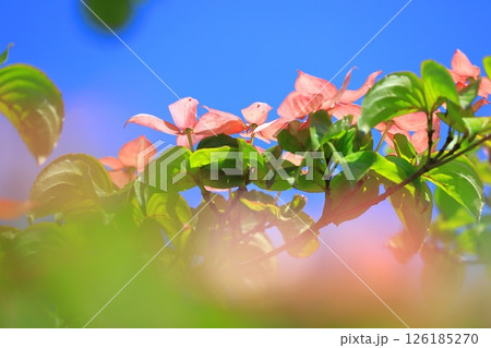 ピンク色のヤマボウシの花 ピンク色のヤマボウシの花 126185270