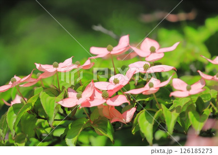 ピンク色のヤマボウシの花 ピンク色のヤマボウシの花 126185273