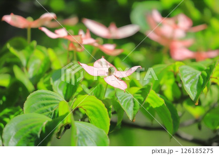 ピンク色のヤマボウシの花 126185275