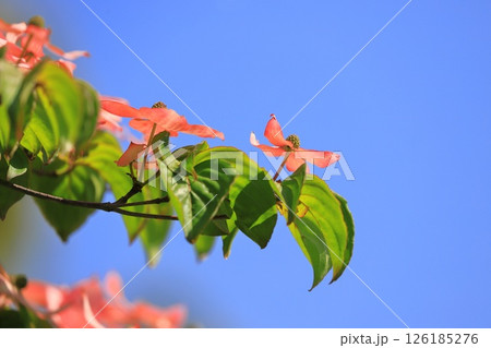 ピンク色のヤマボウシの花 126185276