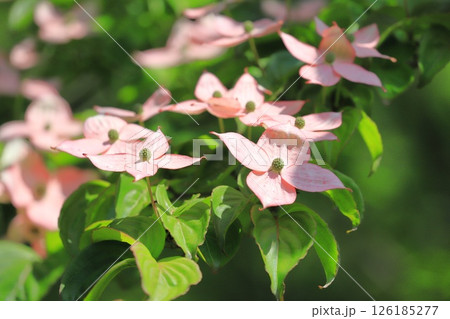 ピンク色のヤマボウシの花 126185277