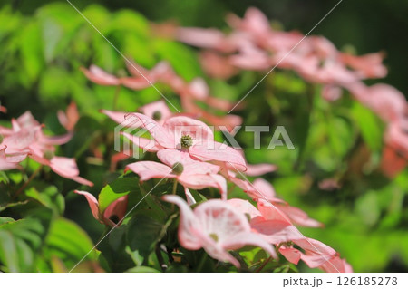 ピンク色のヤマボウシの花 126185278