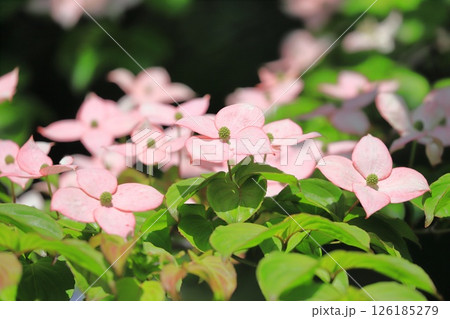 ピンク色のヤマボウシの花 126185279