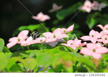 ピンク色のヤマボウシの花 126185282