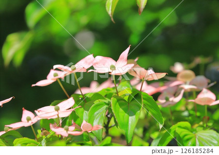 ピンク色のヤマボウシの花 ピンク色のヤマボウシの花 126185284