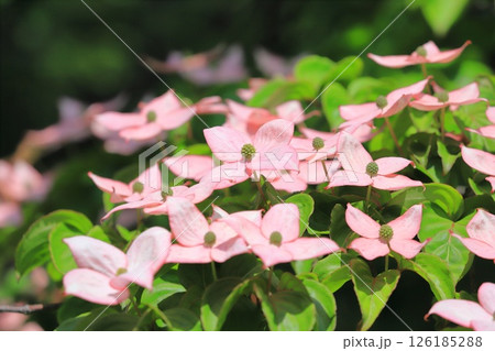 ピンク色のヤマボウシの花 126185288