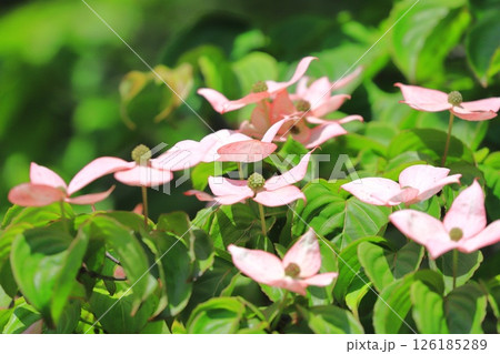 ピンク色のヤマボウシの花 ピンク色のヤマボウシの花 126185289