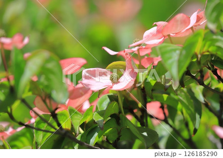 ピンク色のヤマボウシの花 126185290
