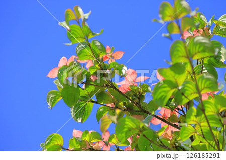 ピンク色のヤマボウシの花 126185291