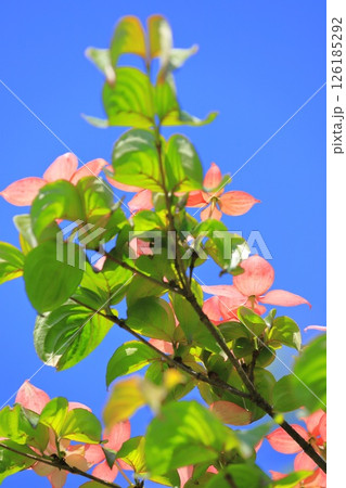 ピンク色のヤマボウシの花 126185292