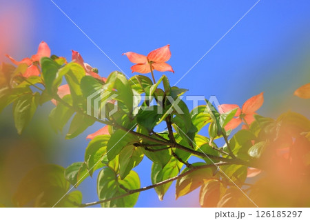 ピンク色のヤマボウシの花 ピンク色のヤマボウシの花 126185297