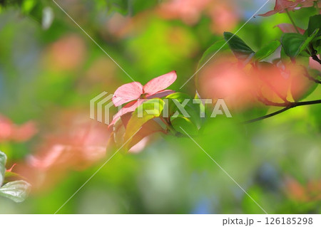 ピンク色のヤマボウシの花 126185298