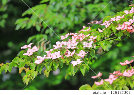 ピンク色のヤマボウシの花 126185302