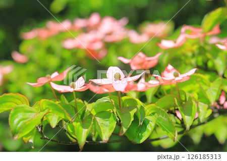ピンク色のヤマボウシの花 126185313