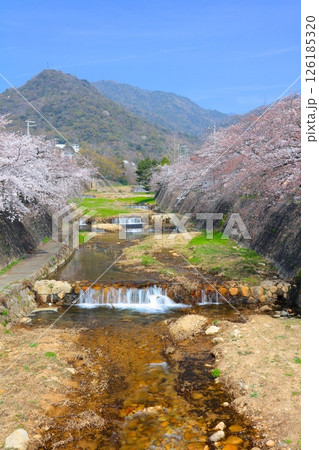 芦屋川の桜並木と六甲山の新緑 126185320