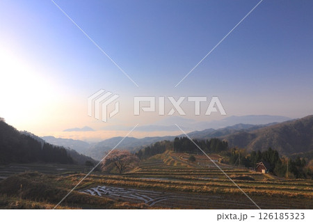 松尾の一本桜と雲海、朝焼けの宮津湾を見下ろす棚田風景/丹後の名桜/丹後天橋立大江山国定公園 松尾の一本桜と雲海、朝焼けの宮津湾を見下ろす棚田風景/丹後の名桜/丹後天橋立大江山国定公園 126185323