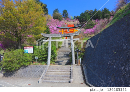 獅子崎稲荷神社のコバノミツバツツジの群落と赤鳥居/天橋立、雪舟観展望所 獅子崎稲荷神社のコバノミツバツツジの群落と赤鳥居/天橋立、雪舟観展望所 126185331
