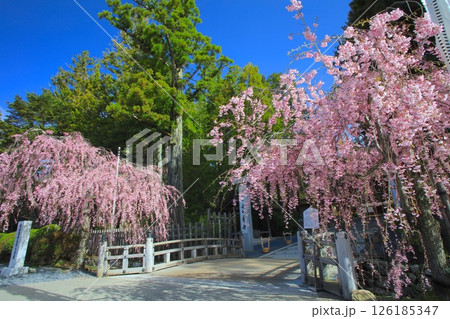 金剛峯寺(こんごうぶじ)の八重紅しだれ桜/世界文化遺産/平成百景 金剛峯寺(こんごうぶじ)の八重紅しだれ桜/世界文化遺産/平成百景 126185347