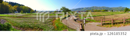 レンゲ畑が広がる京都、北嵯峨田園景観/歴史的風土保存地区 レンゲ畑が広がる京都、北嵯峨田園景観/歴史的風土保存地区 126185352