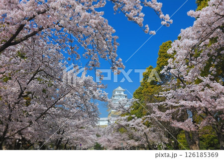 姫路城と満開の桜（姫路市立美術館付近より）/姫路城十景/世界文化遺産/国宝/日本のさくら名所百選 126185369