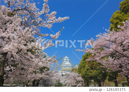 姫路城と満開の桜(姫路市立美術館付近より)/姫路城十景/世界文化遺産/国宝/日本のさくら名所百選 姫路城と満開の桜(姫路市立美術館付近より)/姫路城十景/世界文化遺産/国宝/日本のさくら名所百選 126185371