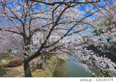 姫路城、千姫の小径（満開の桜並木）/世界文化遺産/国宝/日本のさくら名所百選 126185374