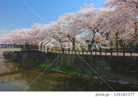 姫路城、千姫の小径(満開の桜並木)/世界文化遺産/国宝/日本のさくら名所百選 姫路城、千姫の小径(満開の桜並木)/世界文化遺産/国宝/日本のさくら名所百選 126185377