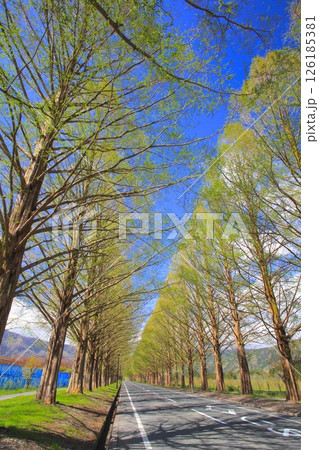 マキノ高原のメタセコイア並木(新緑、芽吹きの季節）/新・日本の街路樹百景/琵琶湖国定公園 126185381