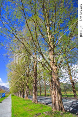 マキノ高原のメタセコイア並木(新緑、芽吹きの季節）/新・日本の街路樹百景/琵琶湖国定公園 126185383