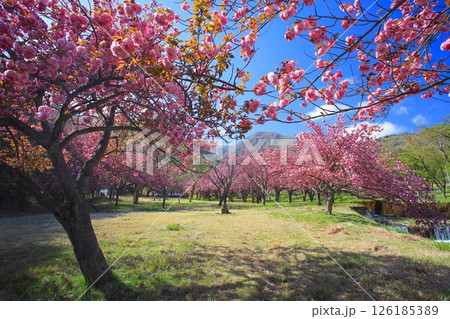 マキノ高原千本桜/満開の八重桜群と新緑/琵琶湖国定公園 126185389