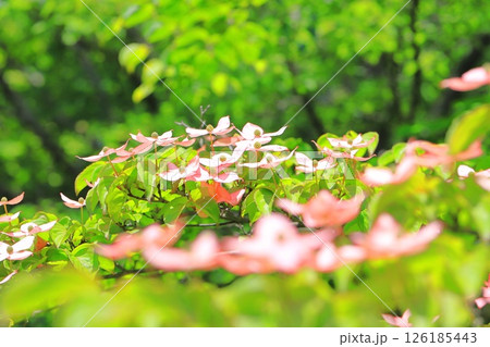 ピンク色のヤマボウシの花 126185443