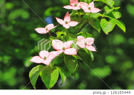 ピンク色のヤマボウシの花 126185444
