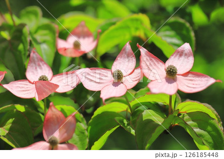 ピンク色のヤマボウシの花 126185448