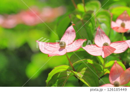 ピンク色のヤマボウシの花 ピンク色のヤマボウシの花 126185449