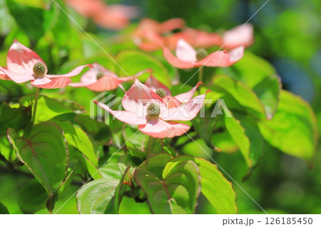 ピンク色のヤマボウシの花 ピンク色のヤマボウシの花 126185450