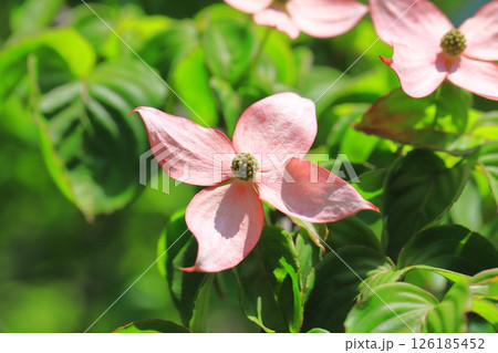 ピンク色のヤマボウシの花 126185452