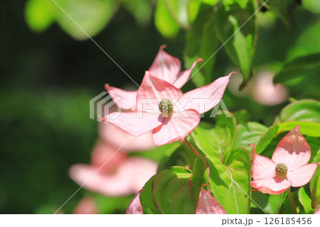 ピンク色のヤマボウシの花 126185456