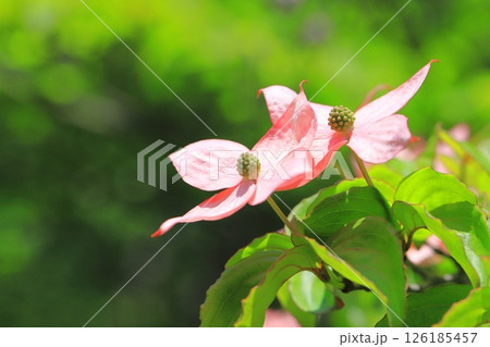 ピンク色のヤマボウシの花 126185457
