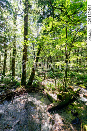 <長野>上高地 原生林の風景 <長野>上高地 原生林の風景 126185465