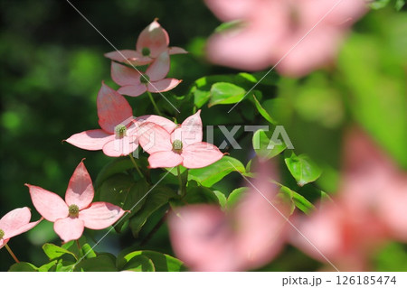 ピンク色のヤマボウシの花 126185474