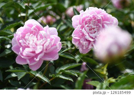 シャクヤク 大船フラワーセンター シャクヤク 大船フラワーセンター 126185499