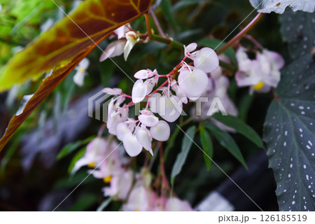 White-flowered Begonia thurstonii (family Begoniaceae) in Singapore. A rare color variant of this tropical ornamental plant, cultivated in botanical collections 126185519