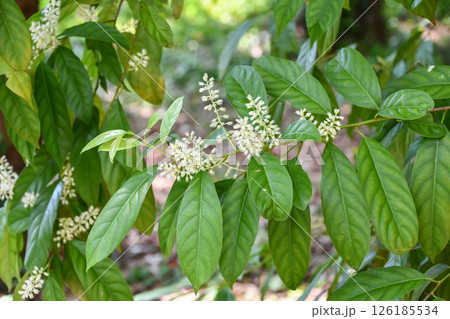 シナズイナ  Itea chinensis シナズイナ  Itea chinensis 126185534