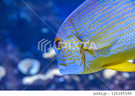 Sailfin snapper fish with blue lines and yellow fins swimming in a coral reef aquarium in Singapore Sailfin snapper fish with blue lines and yellow fins swimming in a coral reef aquarium in Singapore 126185540