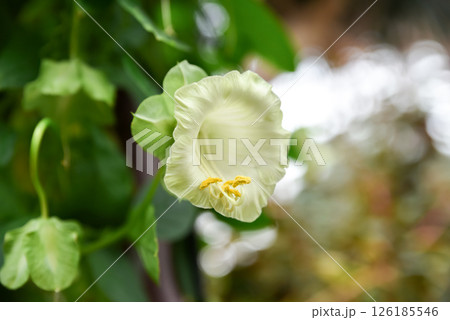 Beautiful white Cobaea scandens (cup and saucer vine) with large bell-shaped flowers climbing on a support in a Singapore garden 126185546