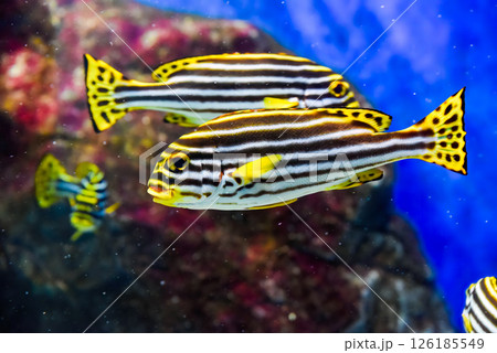 Lined sweetlips glides through tropical reef showing bright yellow tail and bold striped body pattern 126185549