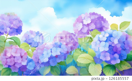 紫陽花のイラスト 126185557