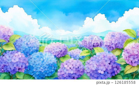 紫陽花のイラスト 126185558