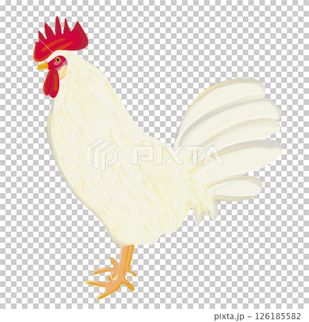 油彩ブラシで描いた白い雄の鶏のイラスト　クリップアート　挿絵　png 126185582